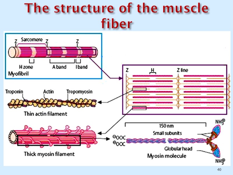 40 The structure of the muscle fiber